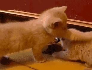 洋猫土猫差距有多大网友太真实了,土猫和宠物猫品相的区别