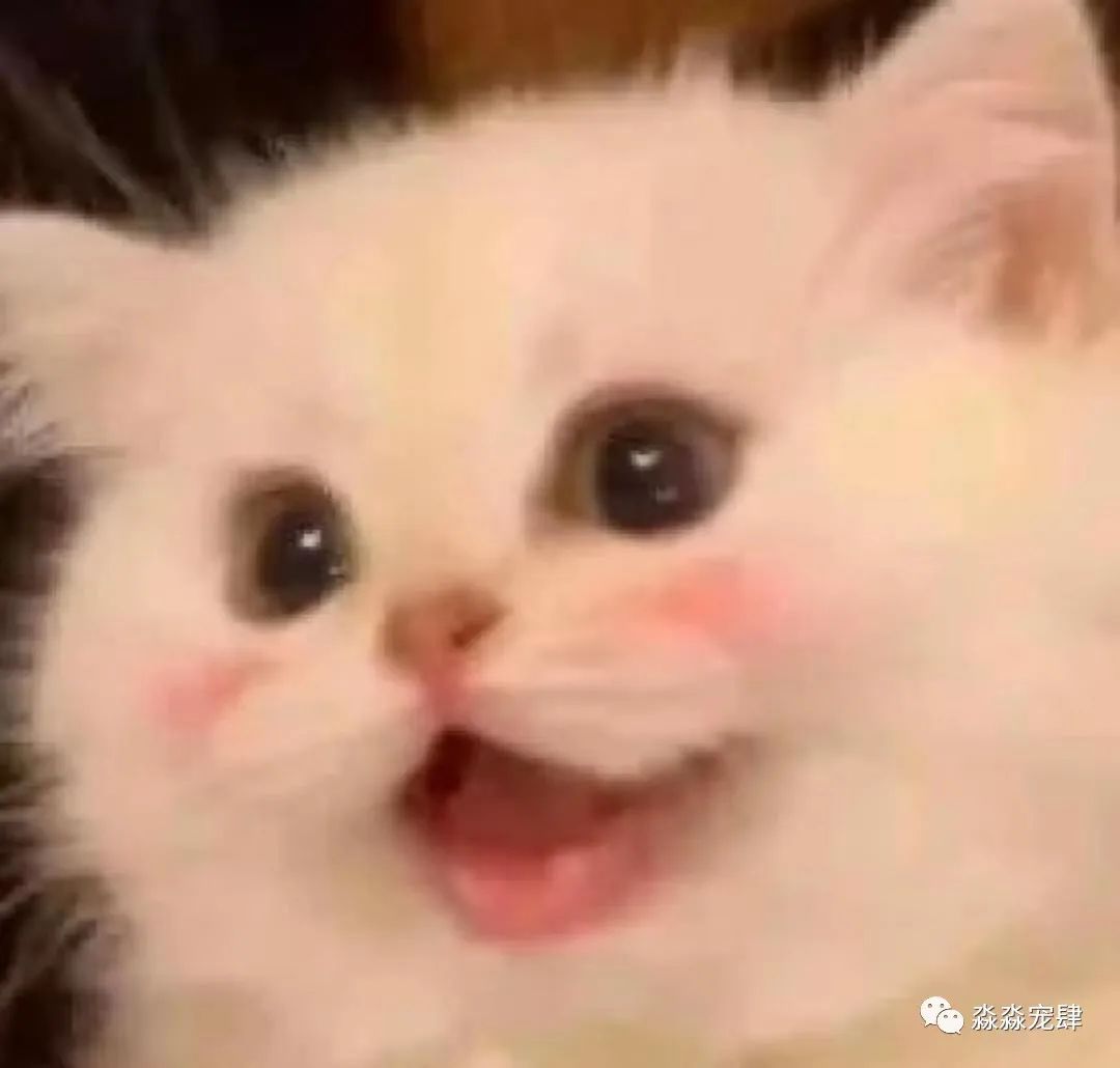 猫咪中暑了怎么办,猫咪中暑怎么快速缓解