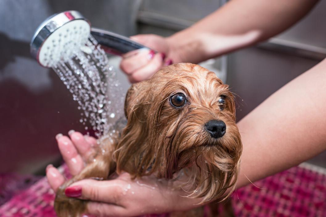 帮狗狗驱除“跳蚤”的几个偏方,真的很有用,快收藏吧