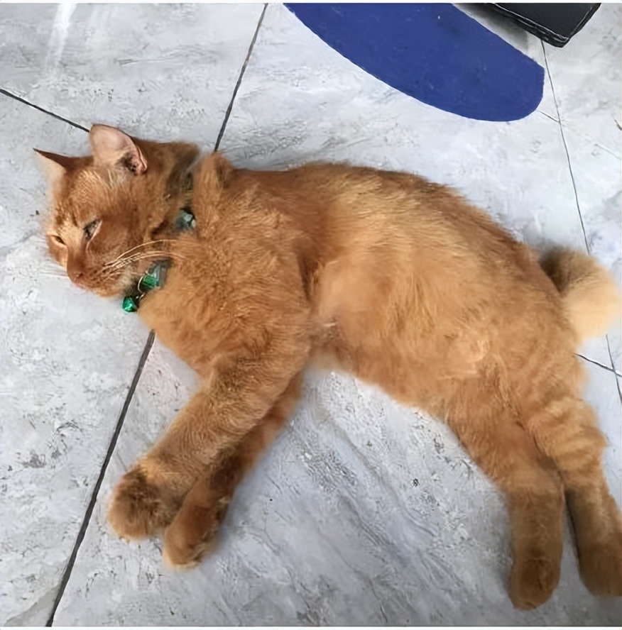 泪目！那只19岁的老猫绝食自杀了