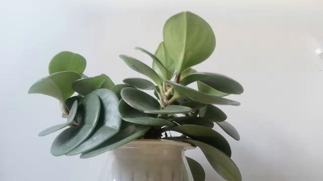 办理签证申请条件,办理签证需要在哪里办