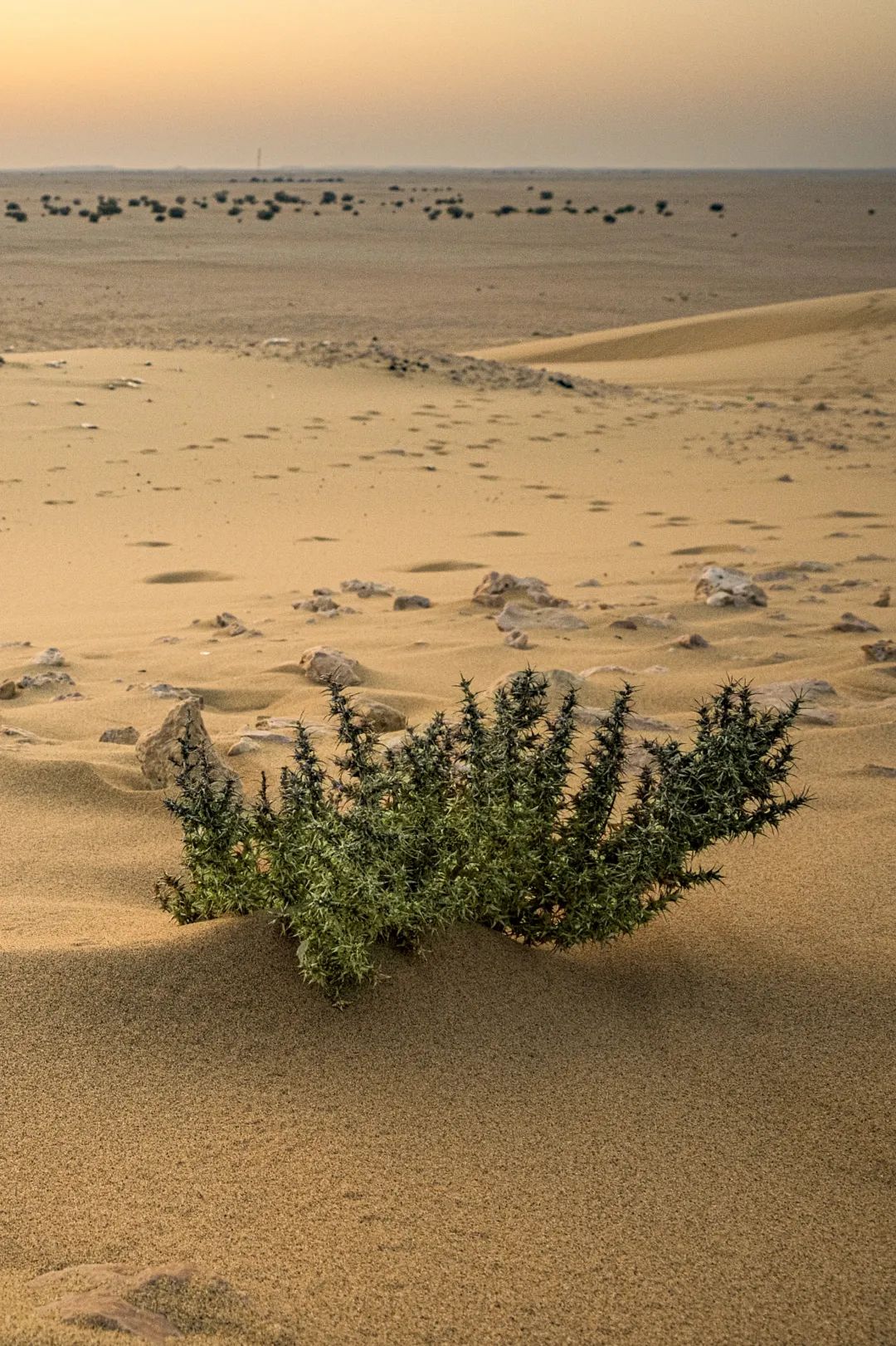 世界杯完了以后的卡塔尔,今年世界杯为啥在卡塔尔