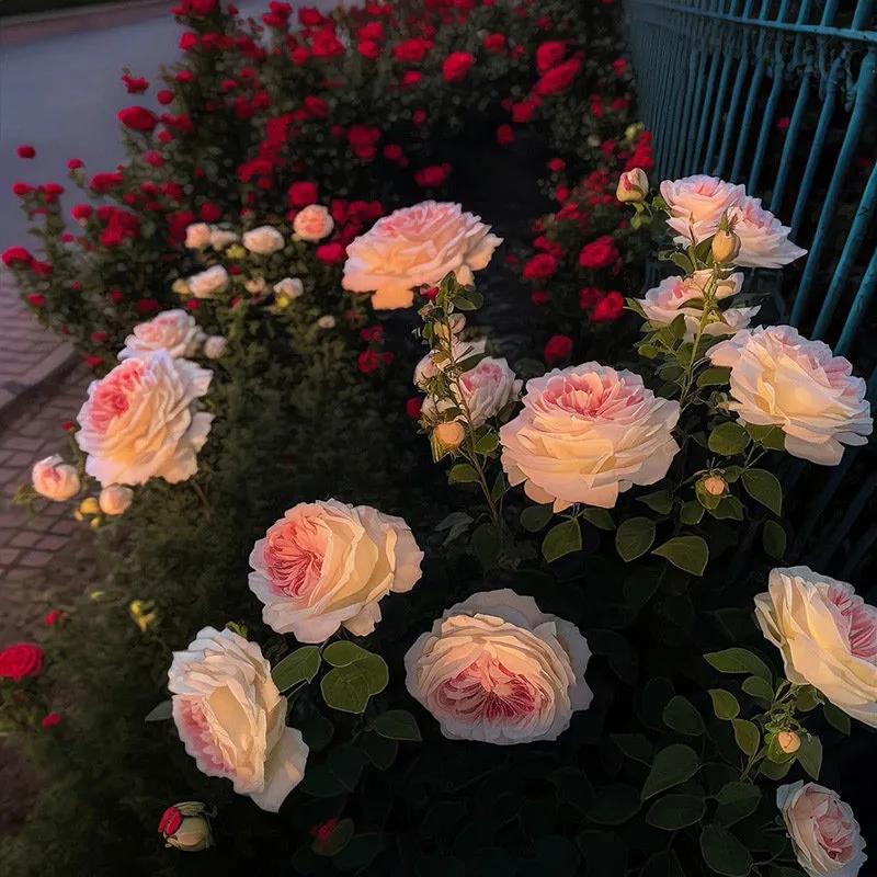 简约清新朋友圈背景图,简约风格朋友圈背景图