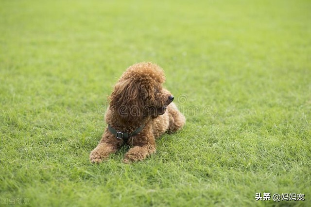 纯种泰迪犬和杂种泰迪,纯种泰迪犬小体泰迪