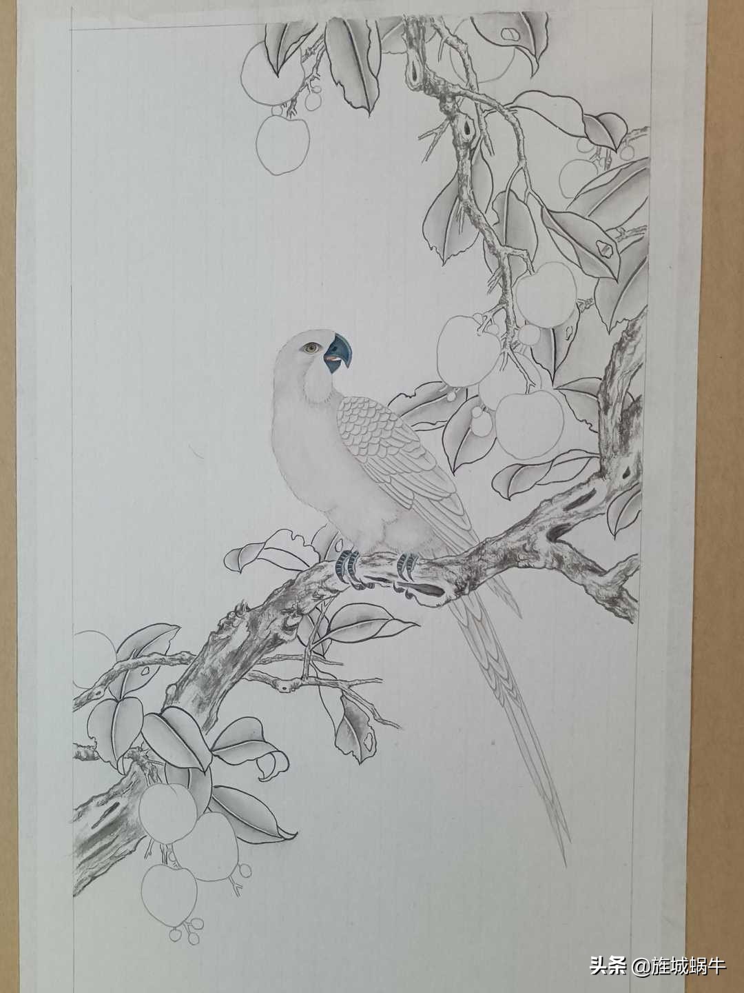 画者笔记|荔枝鹦鹉图绘制记录