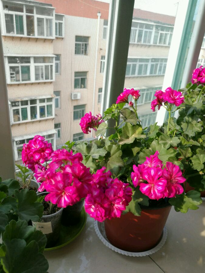 驱蚊虫重瓣大花天竺葵盆栽,天竺葵驱蚊虫吗