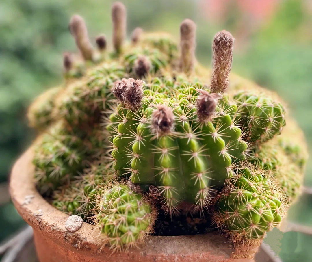 仙人球的养殖方法和注意事项大全,仙人球砍头后创面发黄是怎么回事