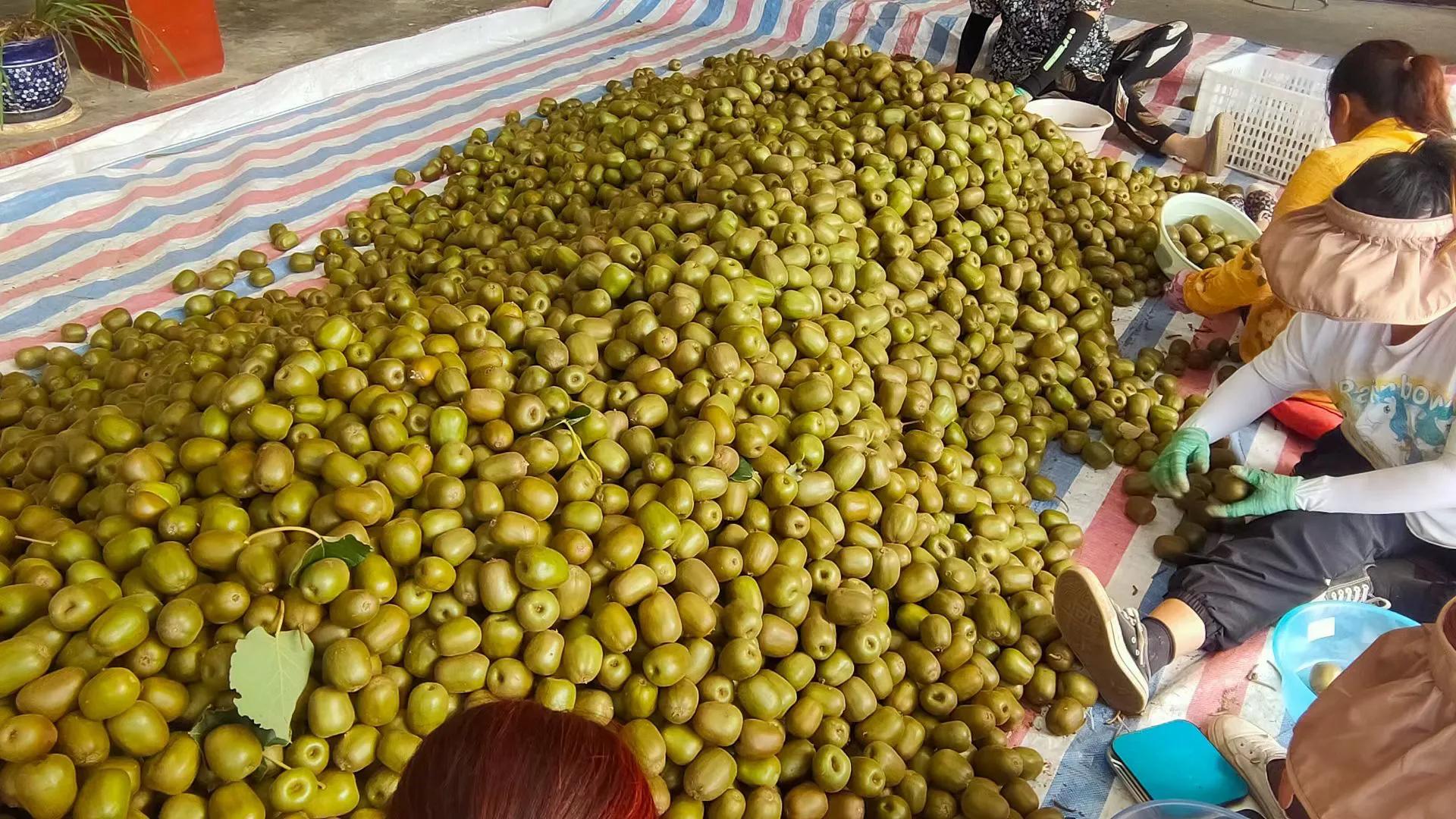 柑橘树最新行情,下半年猕猴桃走势预测