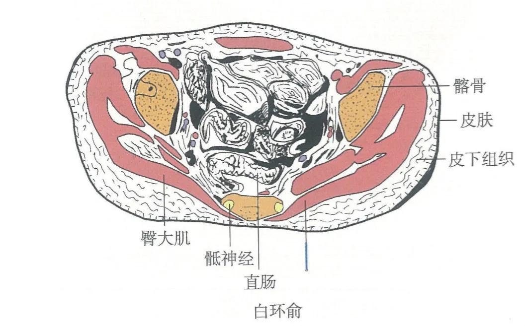 白环俞穴位位置图和作用,每天学一个经络