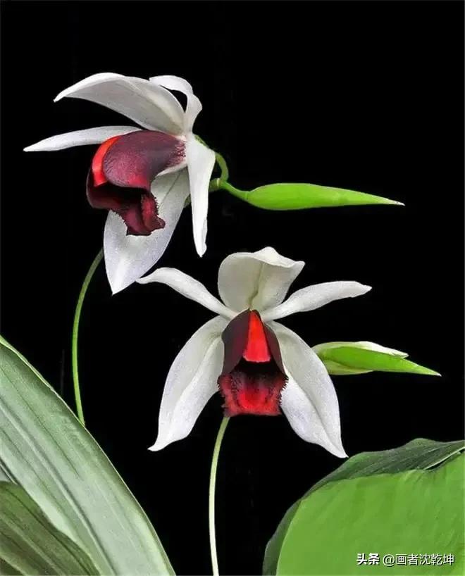 芝兰生于深谷不以无人而不芳出处,100幅历代名家兰花图值得一看再看