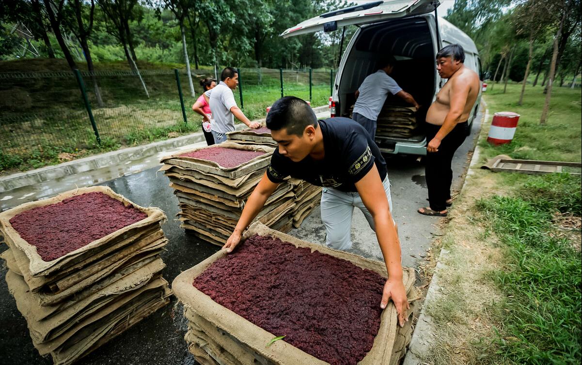 污水池里的“宝”，1晚捞100斤，2个农村“能人”因红虫产生矛盾