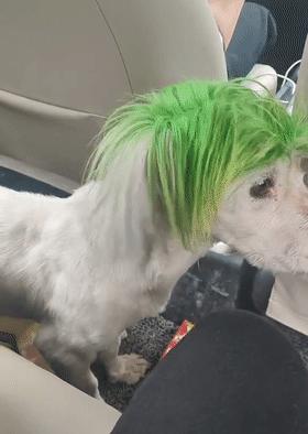 非主流绿毛狗在网上走红,可弄清楚它的故事后,网友都笑喷了