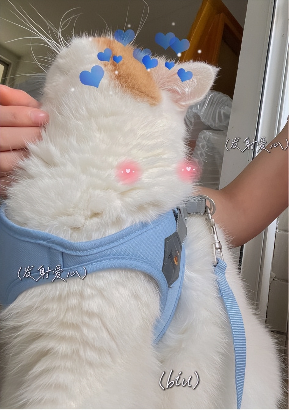 肥猫宠物猫砂推荐,猫咪博主推荐猫砂