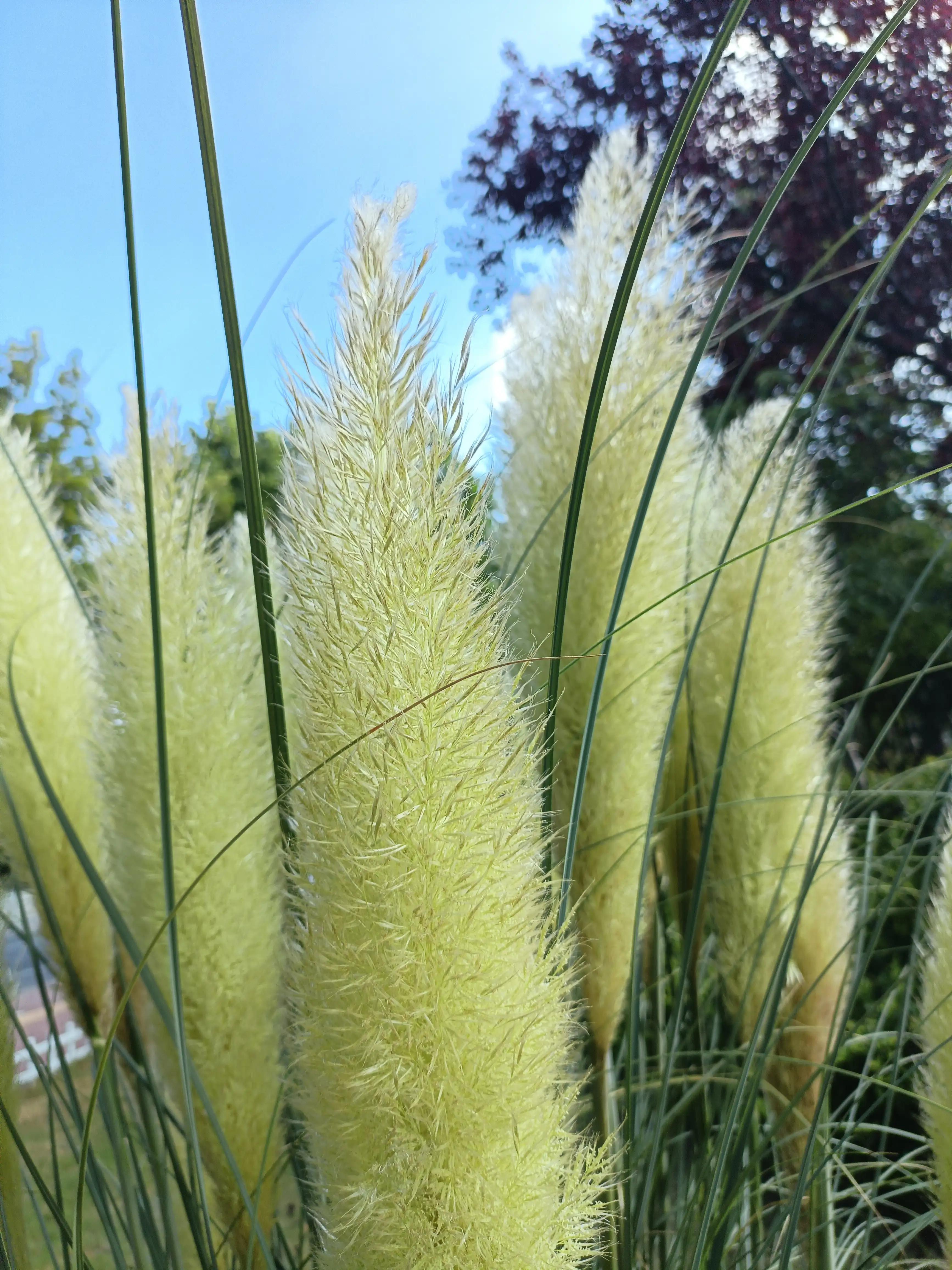 天要下雨娘要嫁人该不该去,天要下雨娘要嫁人有什么办法呢