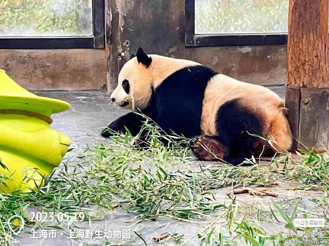 中国最大的野生动物园是哪个城市,中国最大野生动物园