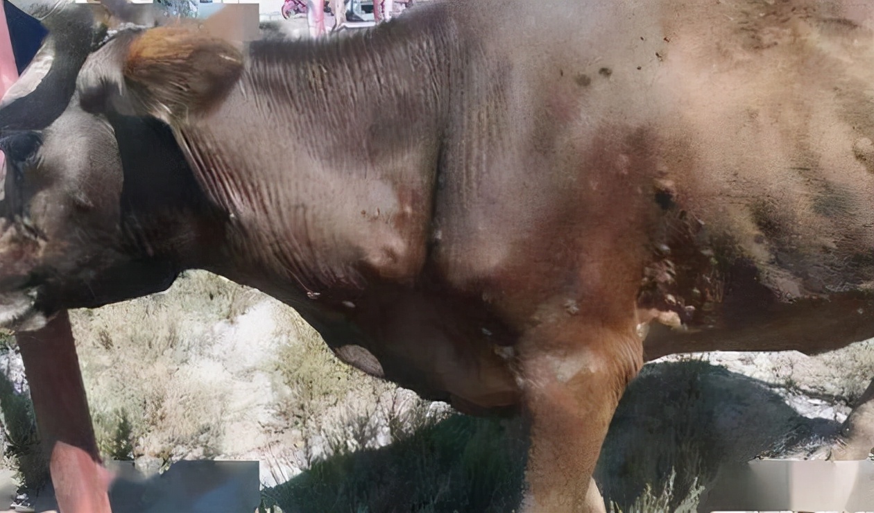 牛结节病是什么引起的怎么预防,牛结节病的防治