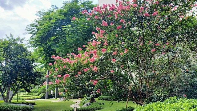 淡然一笑花开淡然,淡然一笑听风雨
