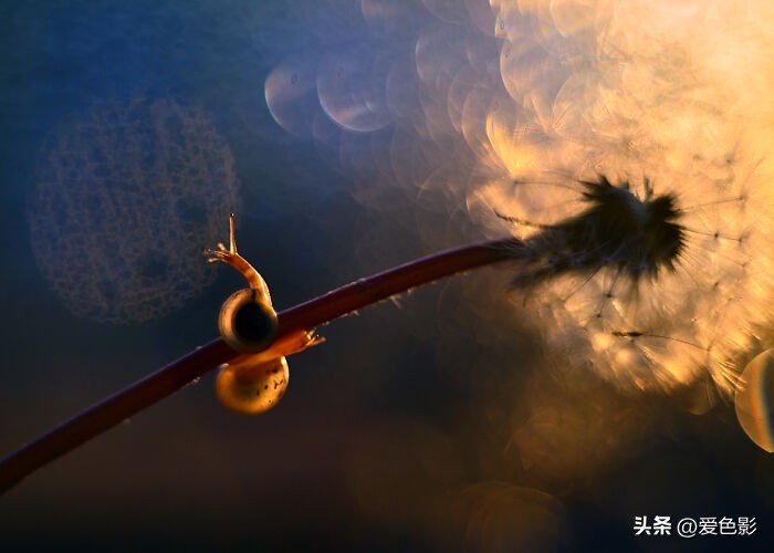 光影斑驳中，长笑蜗牛戴屋行