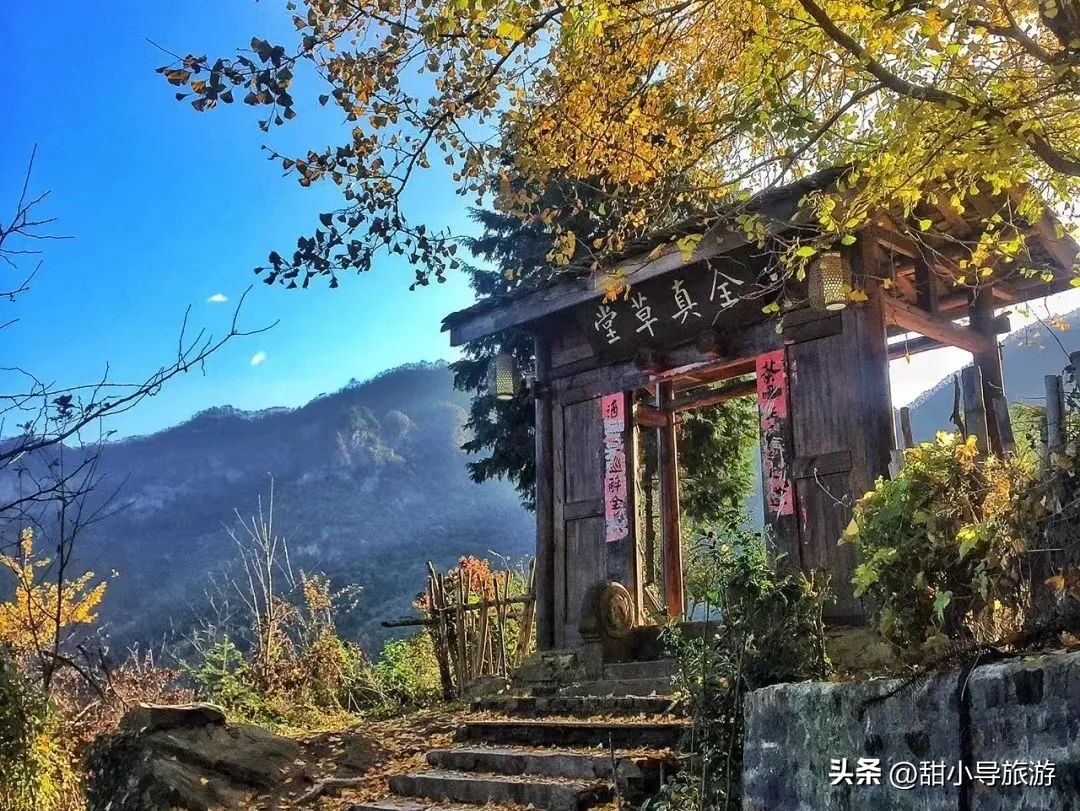 千年老银杏树下,千年银杏树之下