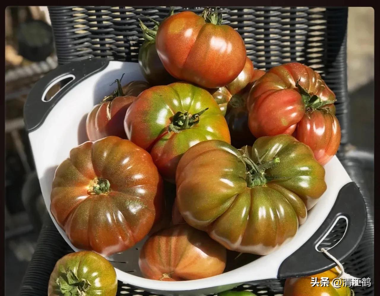 番茄转色不良用什么肥,番茄转色的六种表现