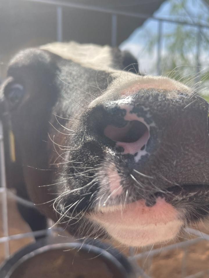 高端品质沙漠有机奶,沙漠有机奶产自哪里