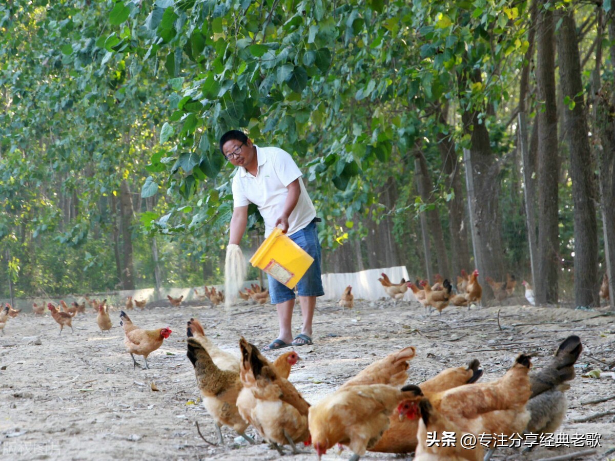 有招聘养鸡饲养员的吗,养鸡场招工200块钱一天包吃包住