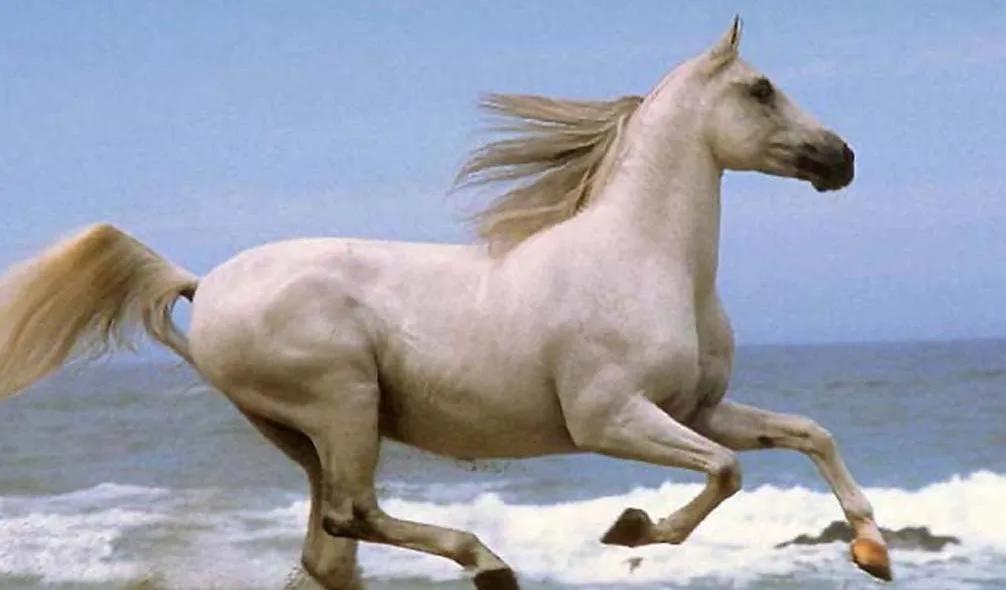 属马的人婚恋观,属马的男人值得交往吗