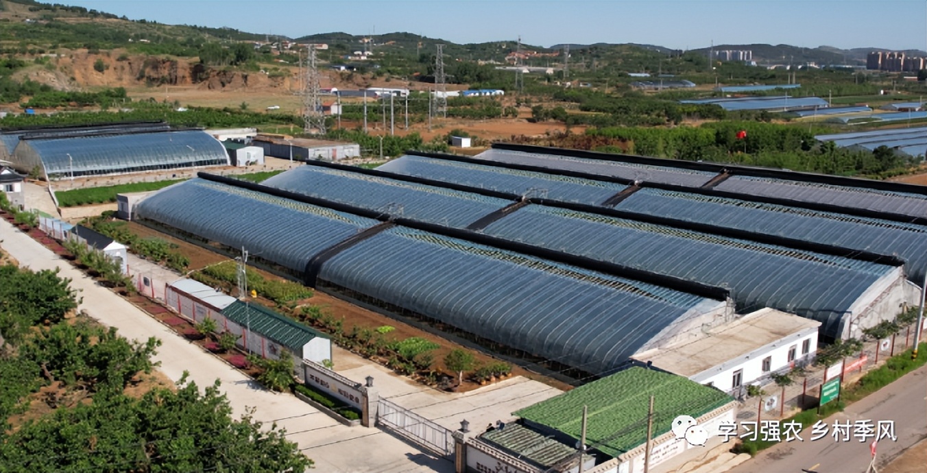 大棚樱桃还有发展趋势吗,大棚樱桃错时上市反季节