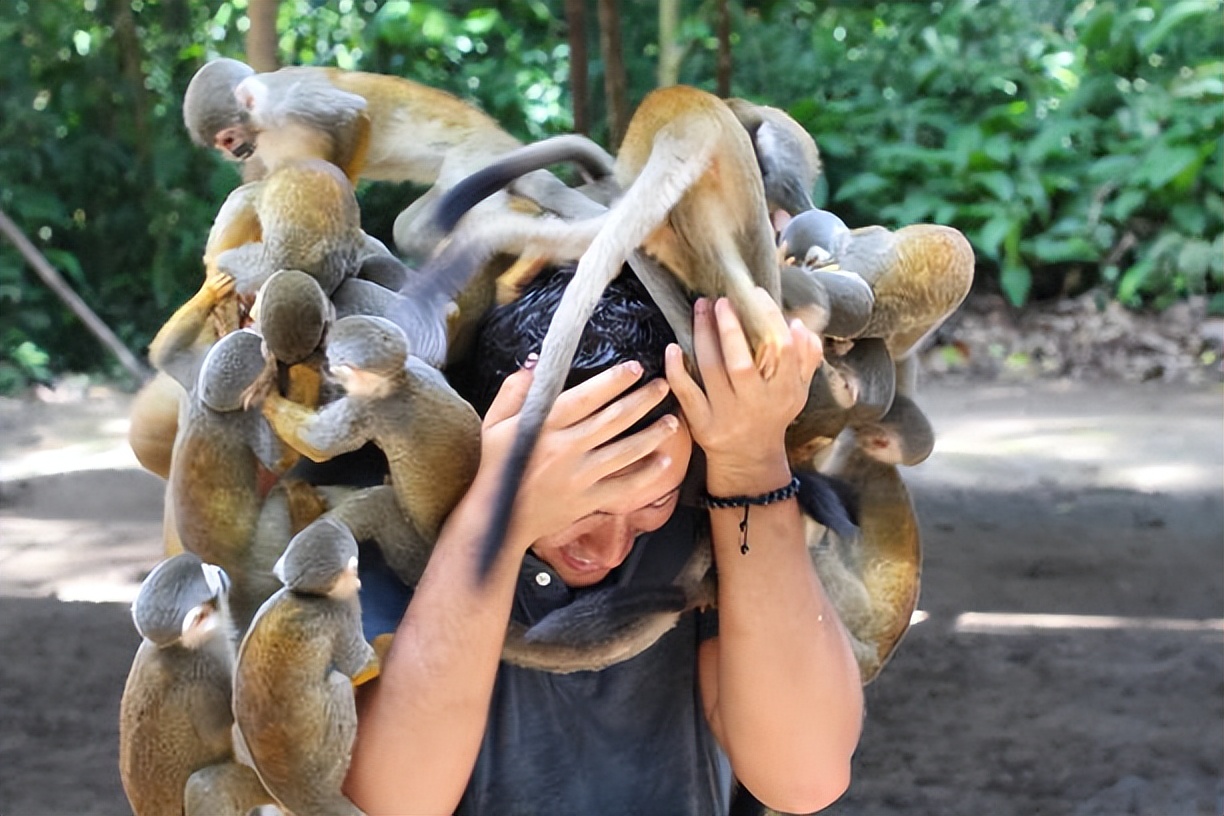 猴王被击毙猴子下跪,猴王被击毙所有猴子一哄而散