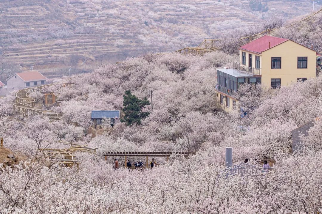 疫情快过去吧，我不想错过这座海滨老城的春天