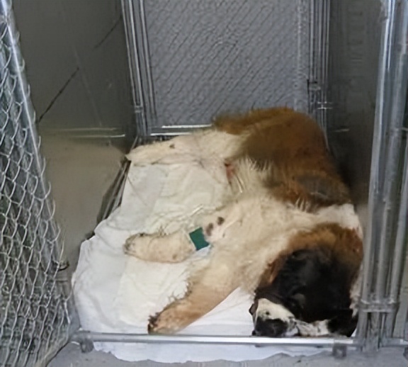 宠物遭遇弥散性血管内凝血(DIC),该怎么诊断呢?