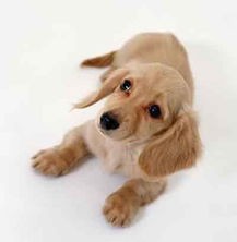 狗狗的指甲怎么处理,狗狗指甲长怎么处理