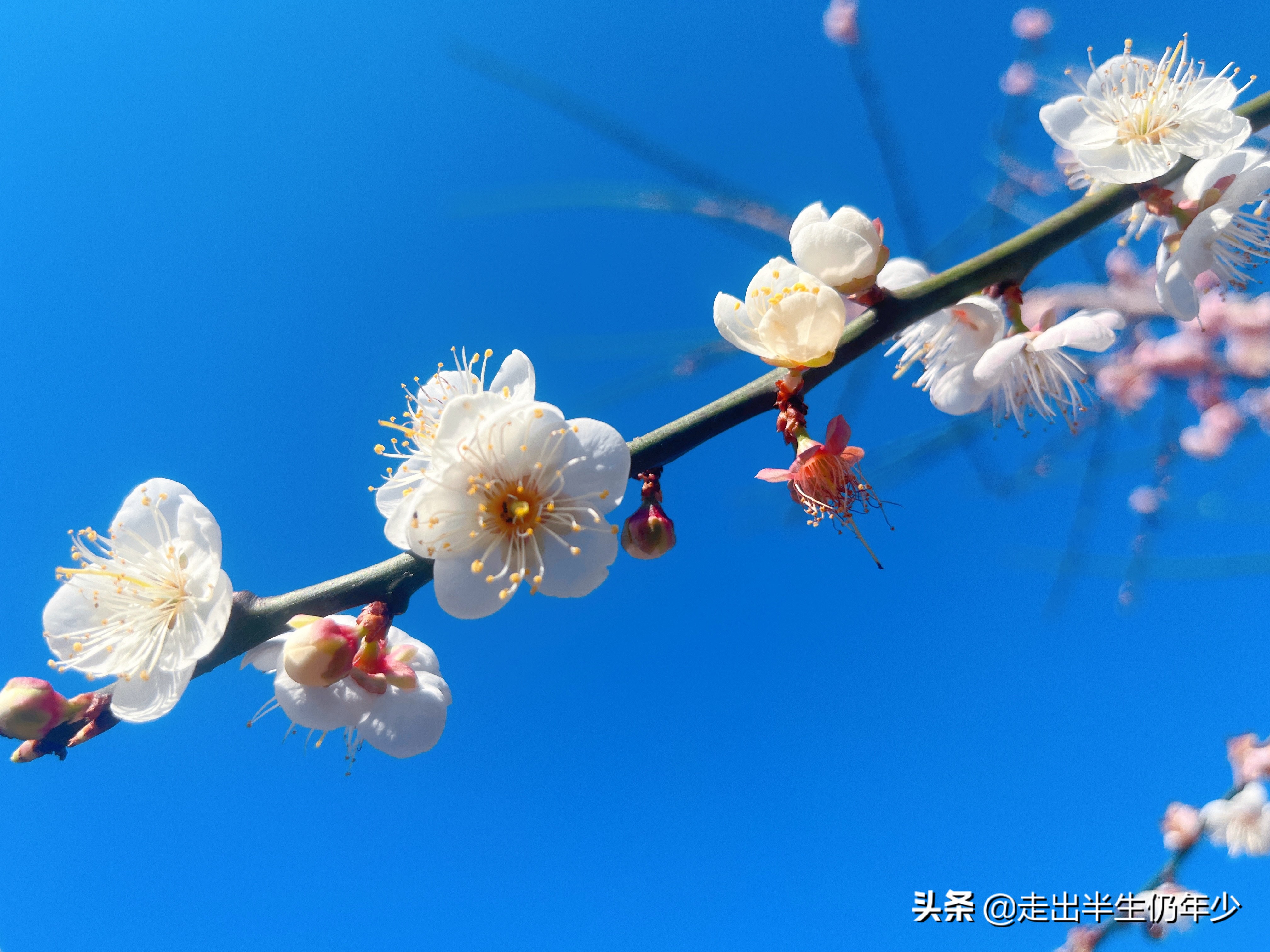 惠东梁化梅园今天开放吗,惠东旅游景点梁化梅园