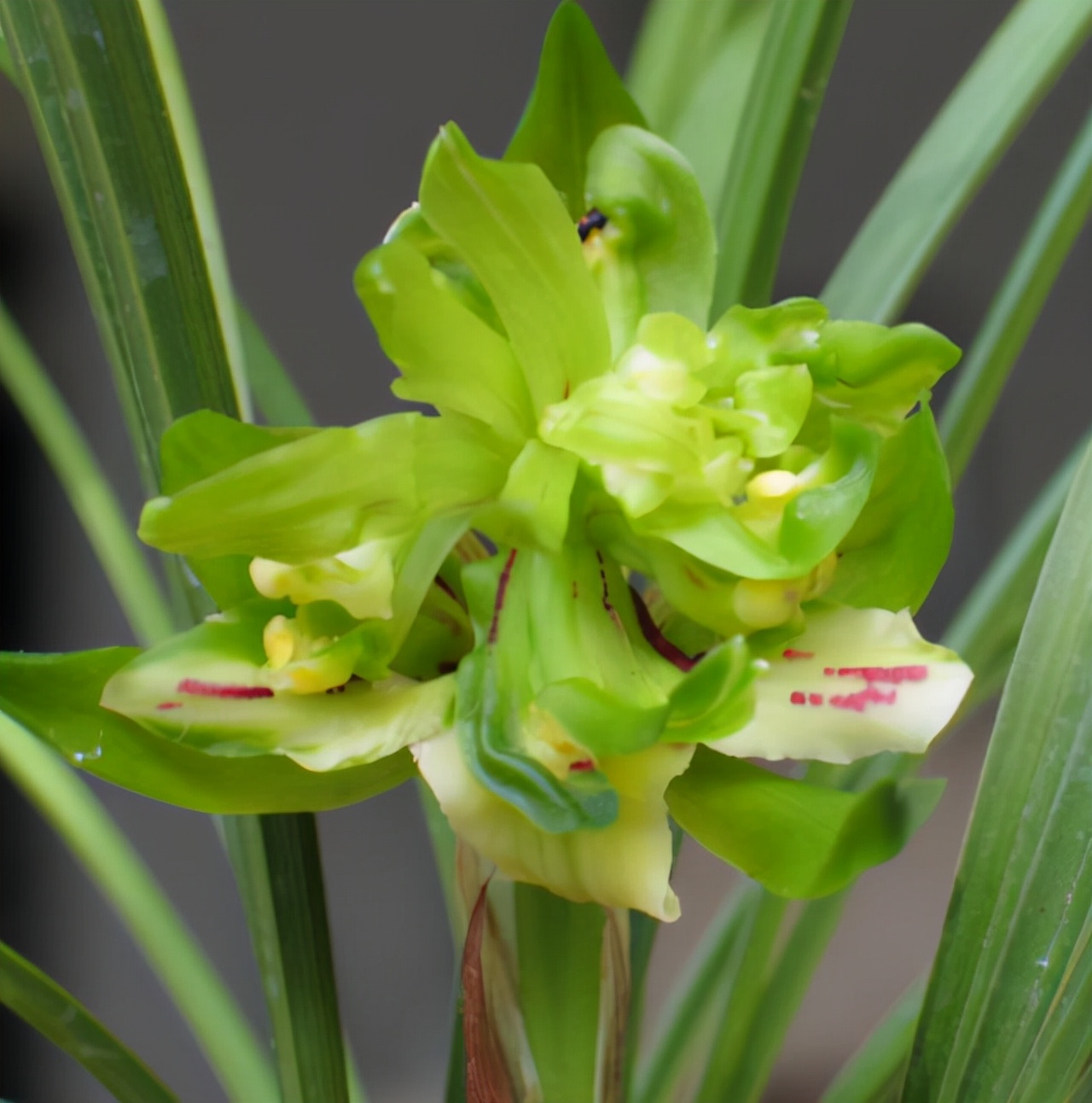 中国十大名兰哪种最好看又好养,名兰都是哪些品种