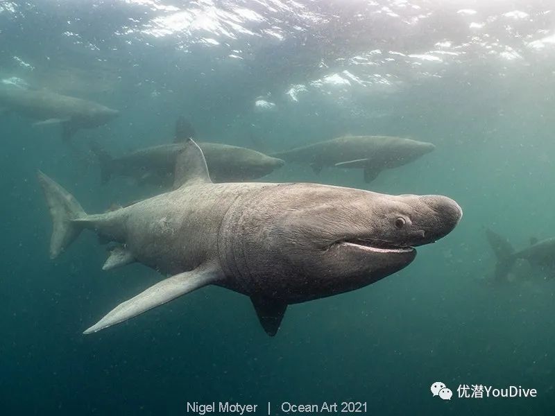 大海水下摄影作品欣赏,oceanart