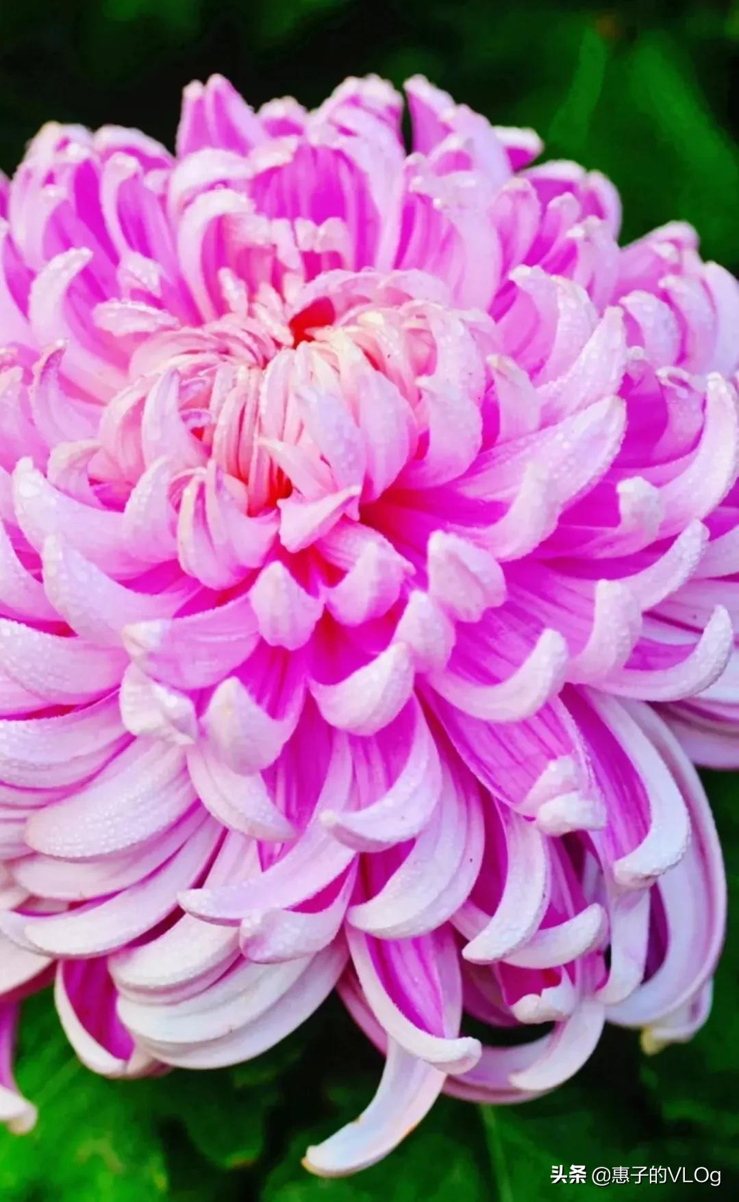 每朵花儿都有它盛开的意义,每一朵花开都有它的意义