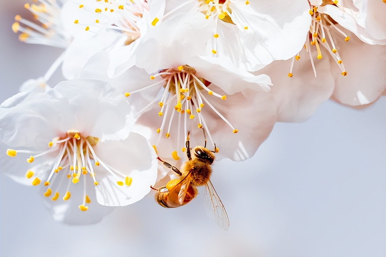 10首绝美的杏花诗词,最美十首杏花诗