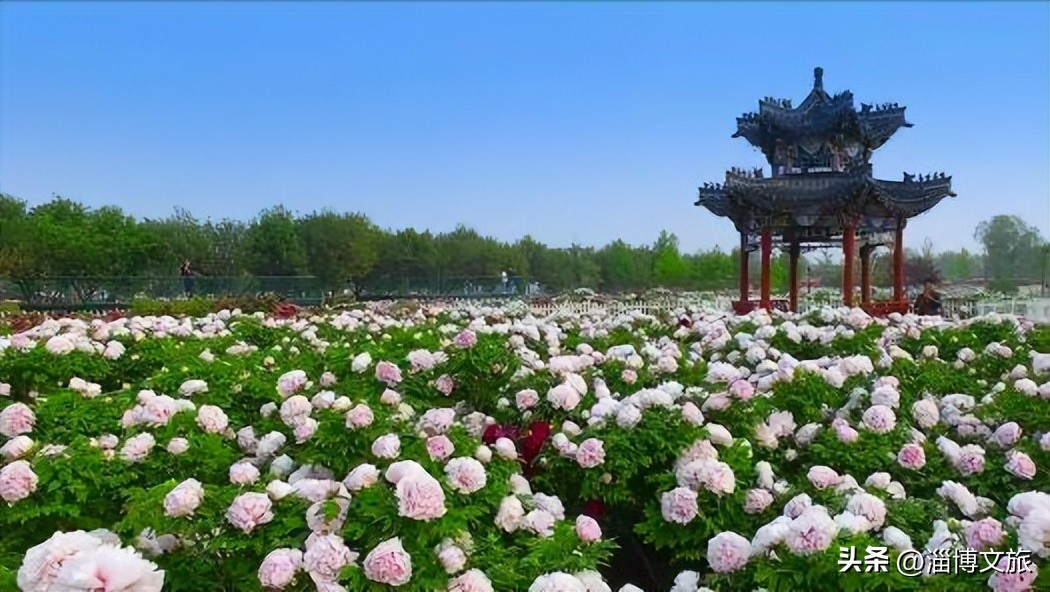 山东宣传语口号大全,山东16个城市宣传口号