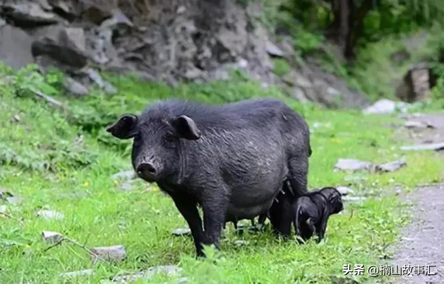 男子发现赚钱的商机,男子去乡下意外发现大商机