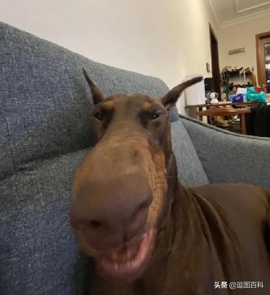 吃铁锅炖注意啥,吃铁锅炖适合搭配什么