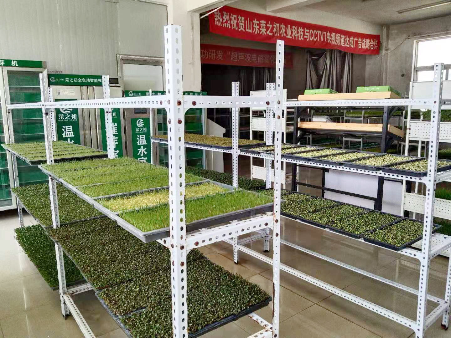 芽苗菜创业成功案例,芽苗菜创业点在哪里