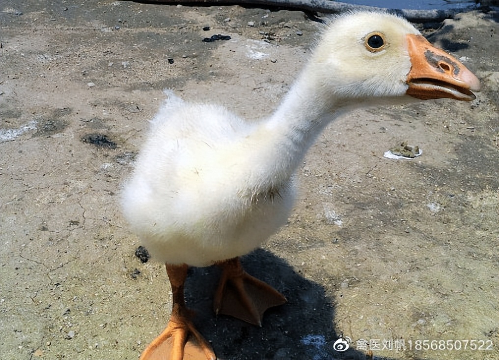 雏鹅各种病的症状,12种常见鹅病症状及有效防治