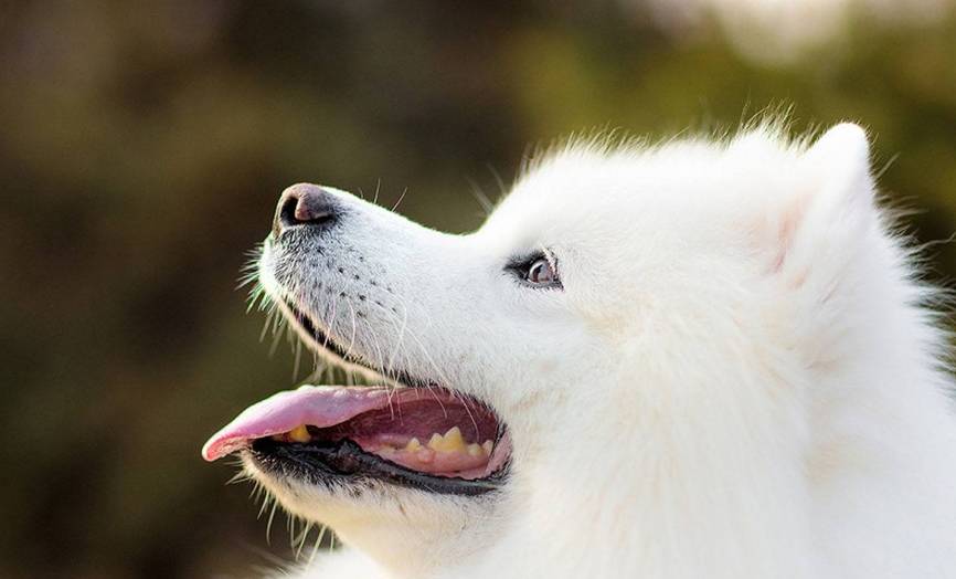 萨摩耶毛发怎么打理,萨摩耶的毛怎么浓密