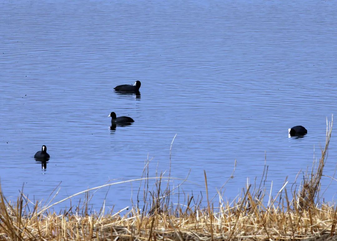 候鸟归来春回乌海,候鸟归来鄱湖的秋天