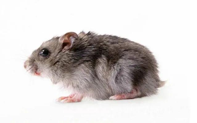 这些动物也有月经期，和人类一样会产生经血