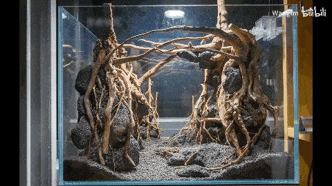 鱼缸造景师有前途吗,水族造景师收入