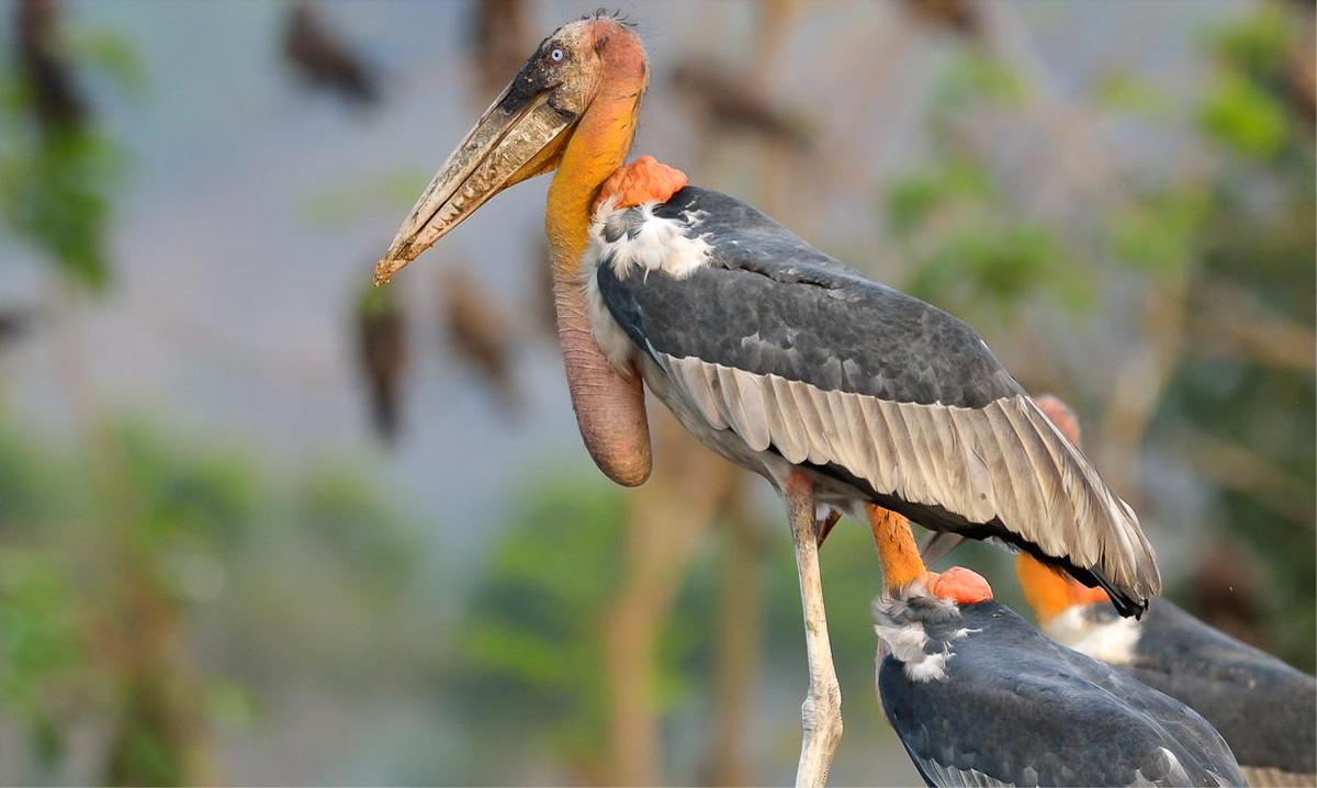消失40多年的超丑大鸟现身大理，传说能克死皇帝？如今超受欢迎！