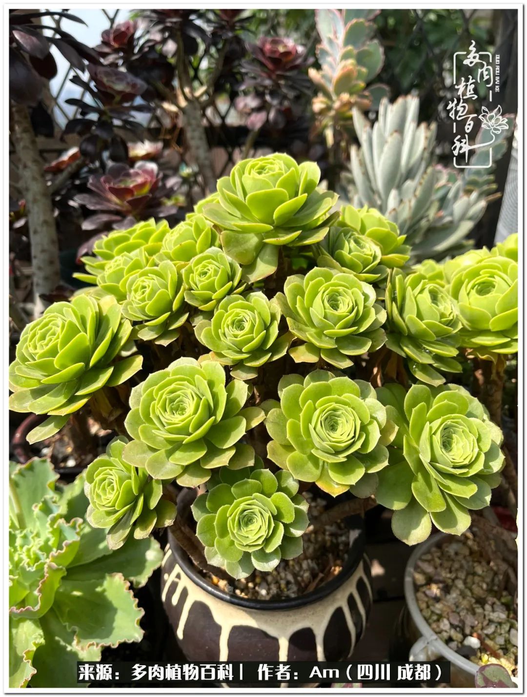 多肉小盆友生活多姿多彩,多肉小精灵福享不停