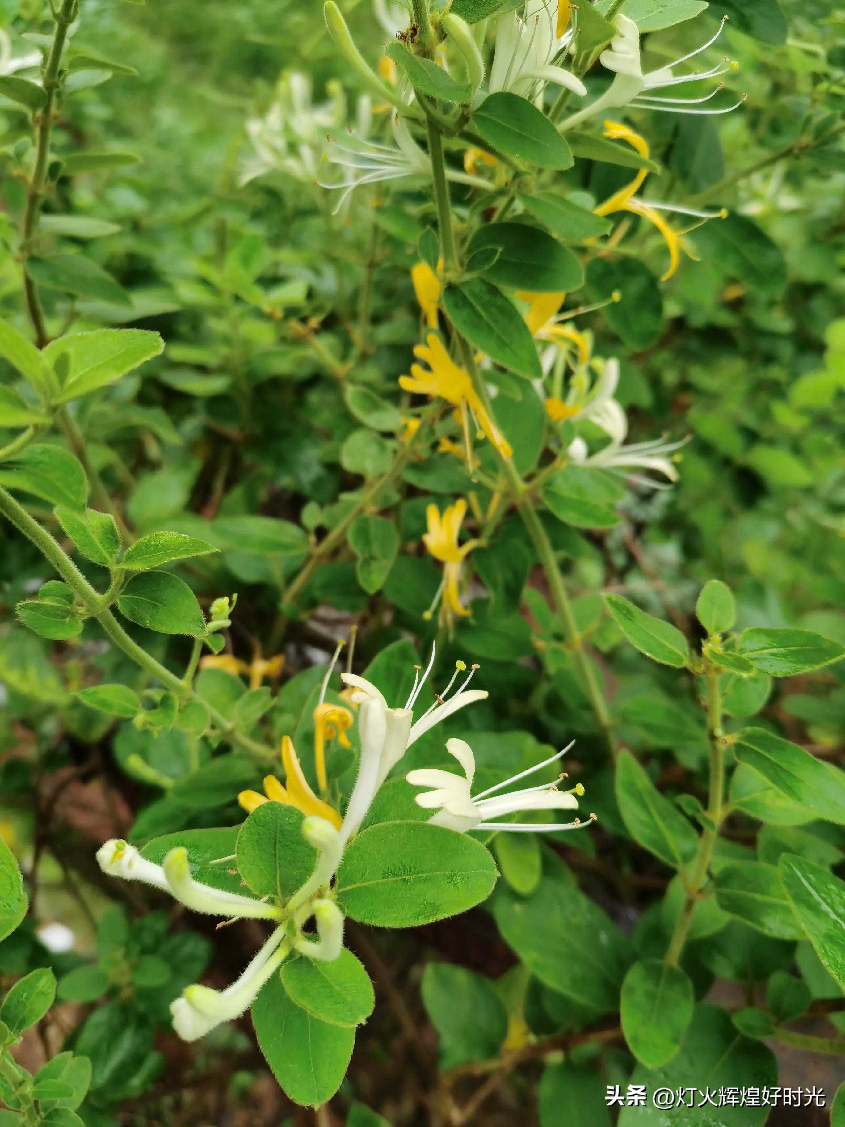 夏日掠影,雨天花开,人见人爱