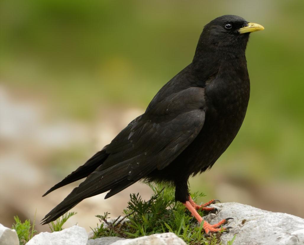 所有鸟图片大全大图,50张最佳鸟类摄影作品